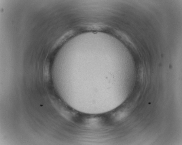 X0000081370312200701252021