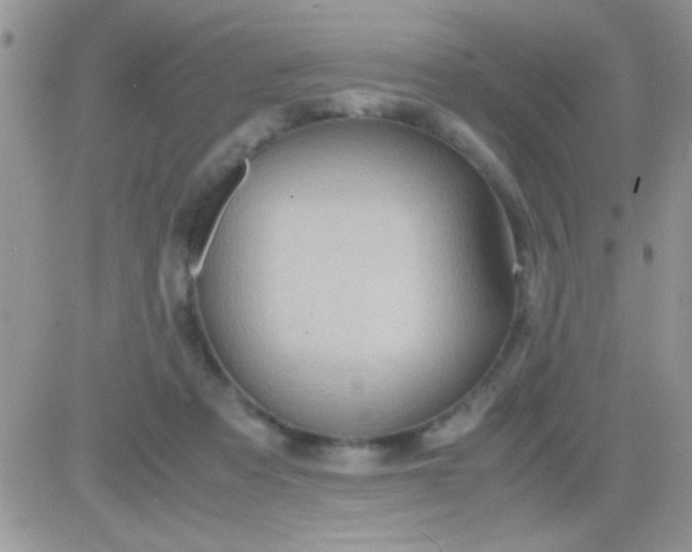 X0000081370313200701252021