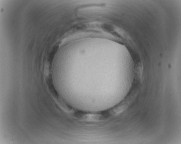 X0000081370323200701252020