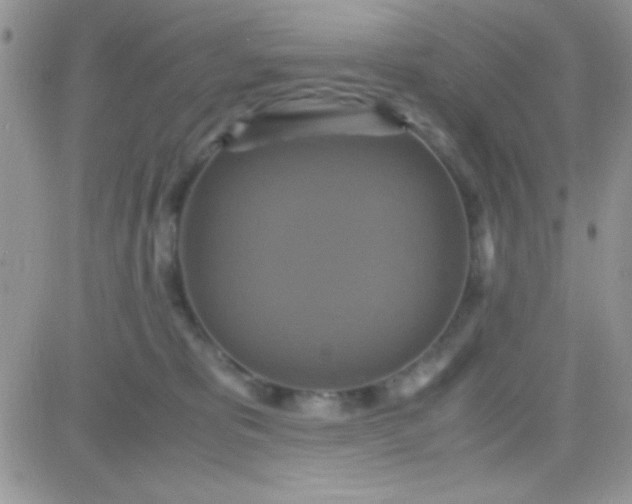 X0000081370325200701252020