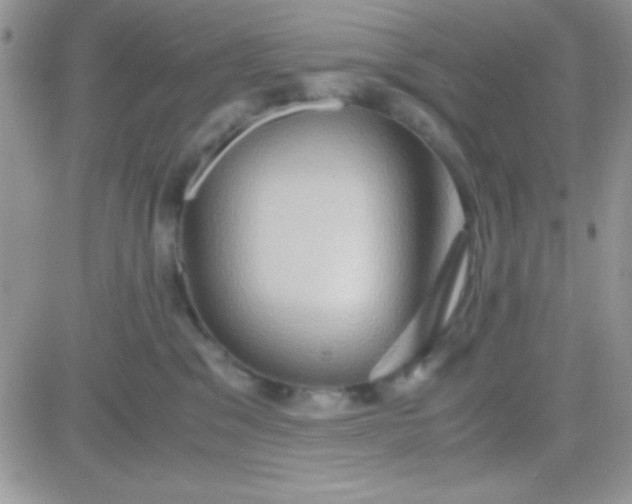 X0000081370329200701252020