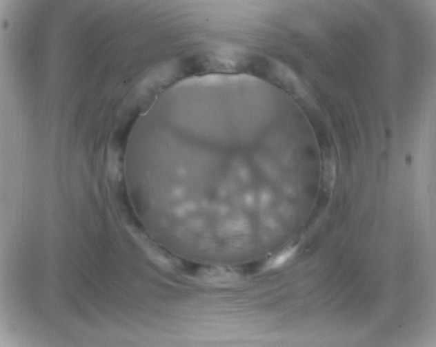 X0000081370331200701252020