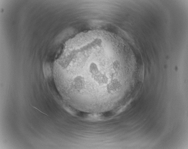 X0000081370335200701252020