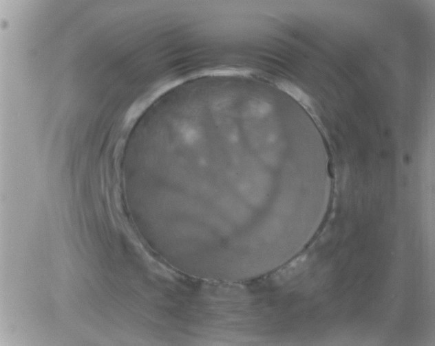 X0000081370337200701252019