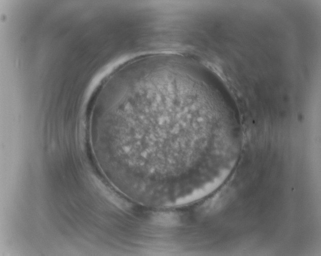 X0000081370342200701252020