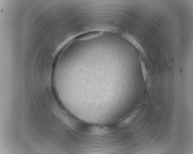 X0000081370346200701252020