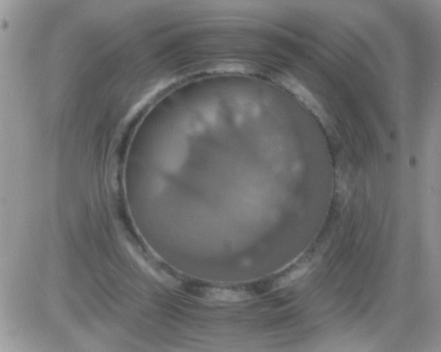 X0000081370347200701252020