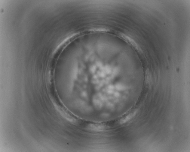 X0000081370351200701252020