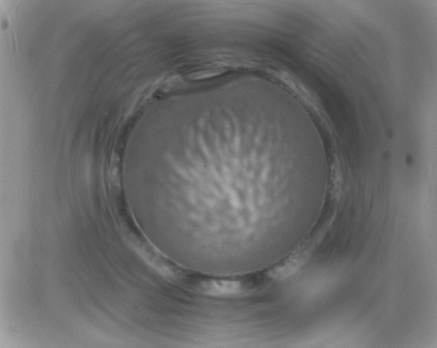 X0000081370361200701252020