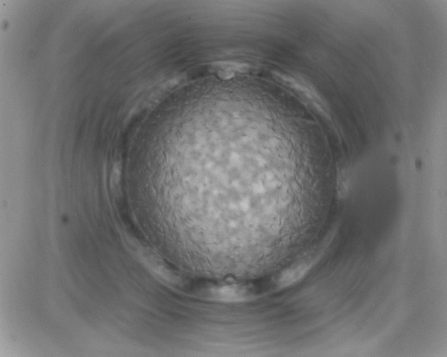 X0000081370365200701252020