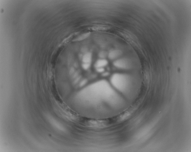 X0000081370367200701252020