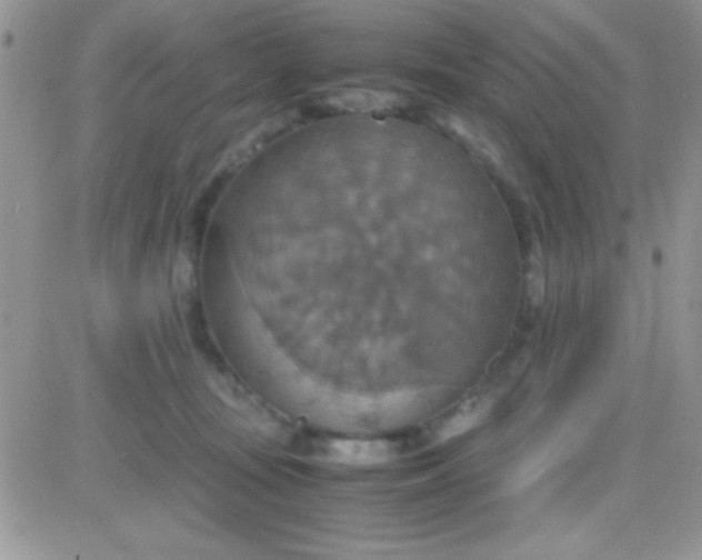 X0000081370371200701252020