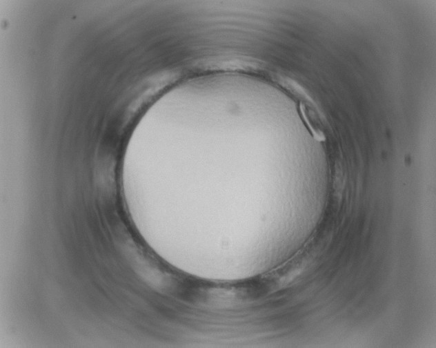 X0000081370394200701252019