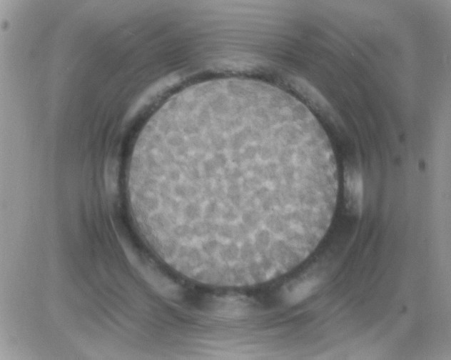 X0000081370396200701252019