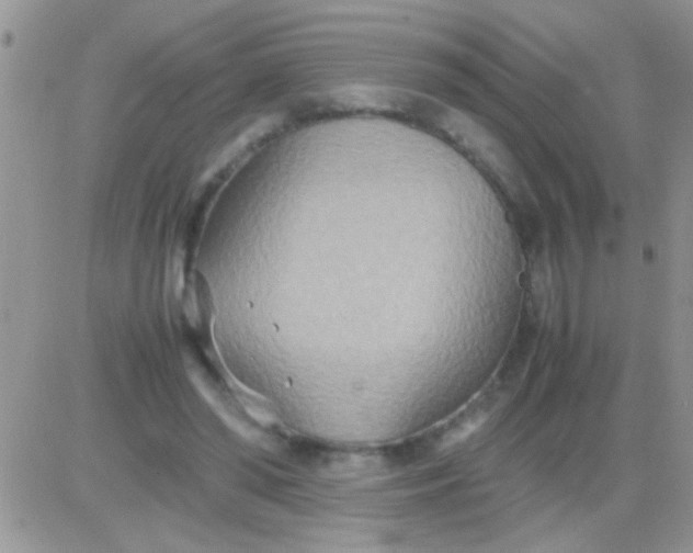 X0000081370398200701252019