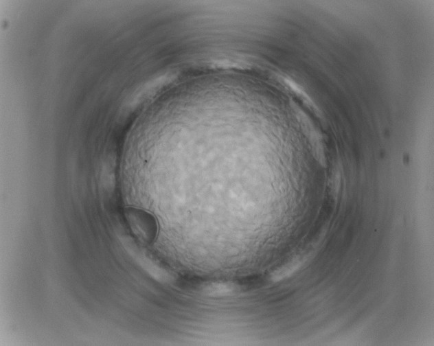 X0000081370402200701252019