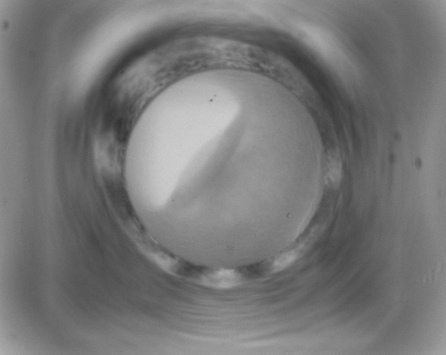 X0000081370431200701252019