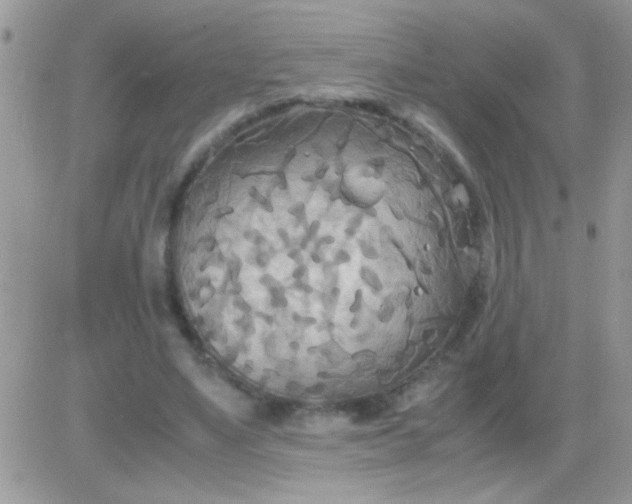 X0000081370491200701252018