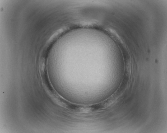 X0000081370495200701252018