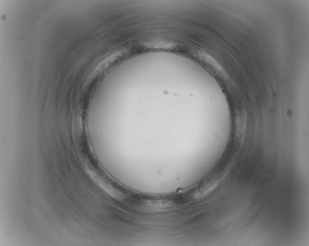 X0000081370541200701252017