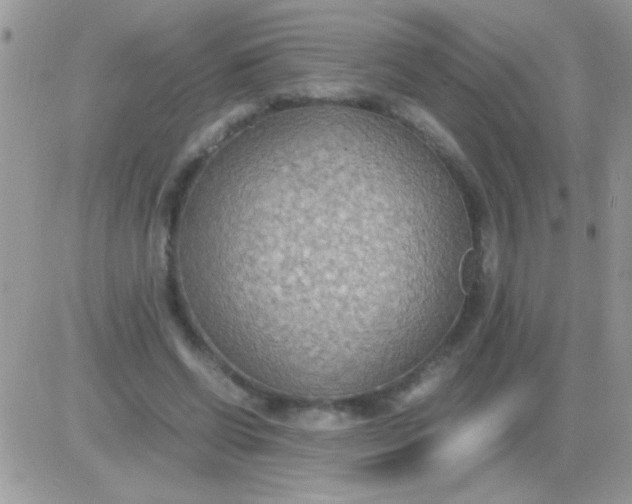 X0000081370542200701252017