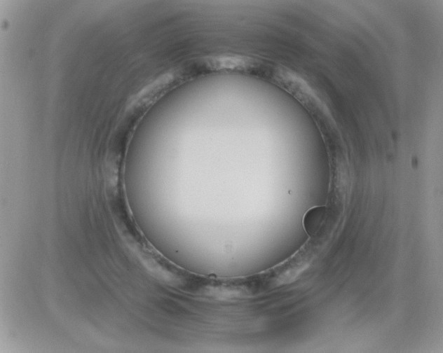 X0000081370545200701252017