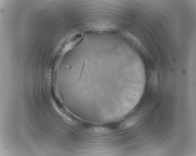 X0000081370590200701252016