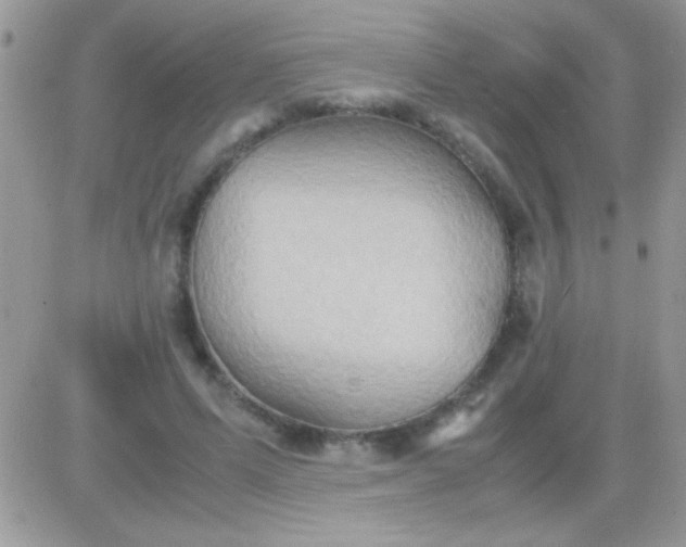 X0000081370591200701252016