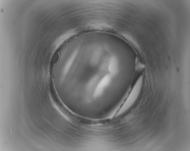 X0000081370630200701252015