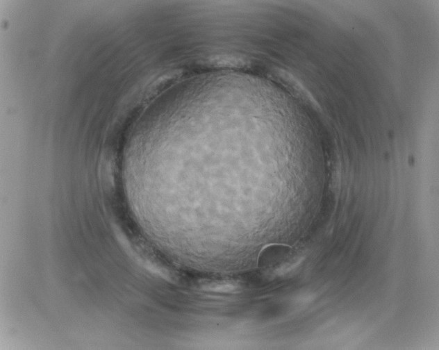 X0000081370643200701252015