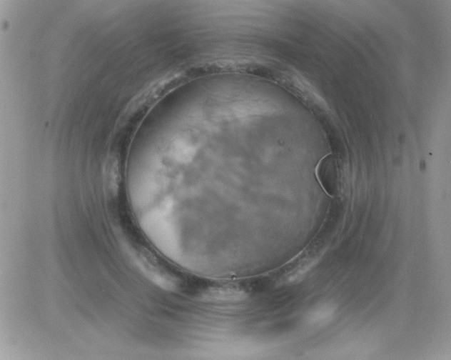 X0000081370644200701252015