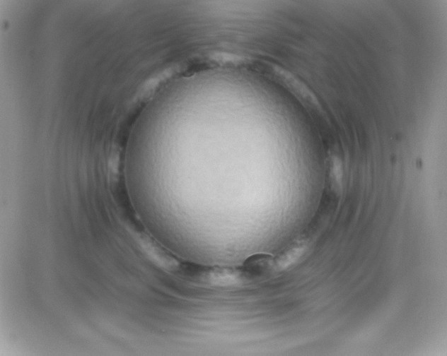 X0000081370668200701252015