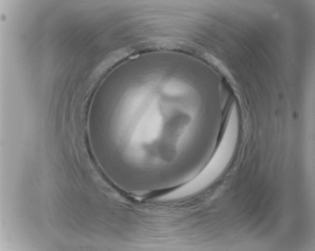 X0000081370673200701252015