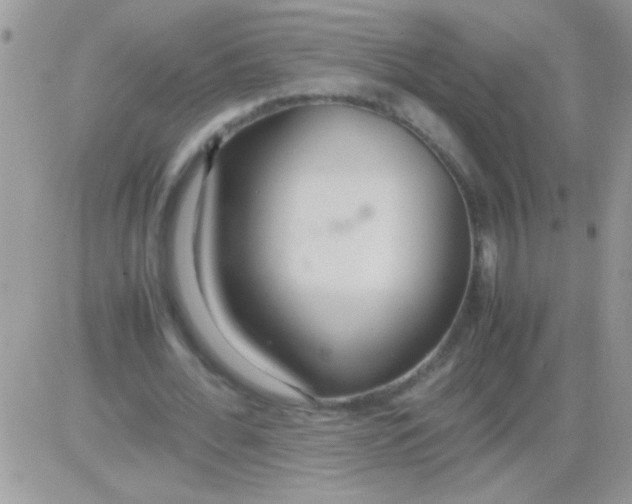 X0000081370676200701252015