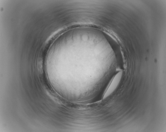 X0000081370684200701252015