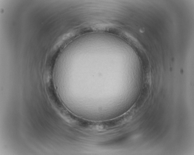 X0000081370687200701252015