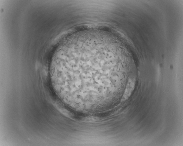 X0000081370691200701252014