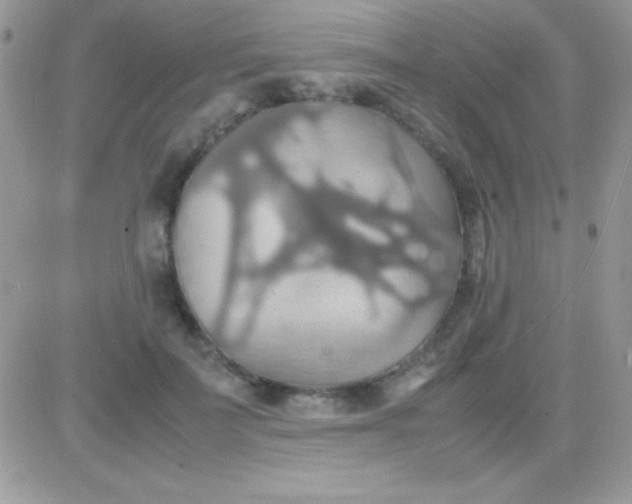 X0000081370699200701252014