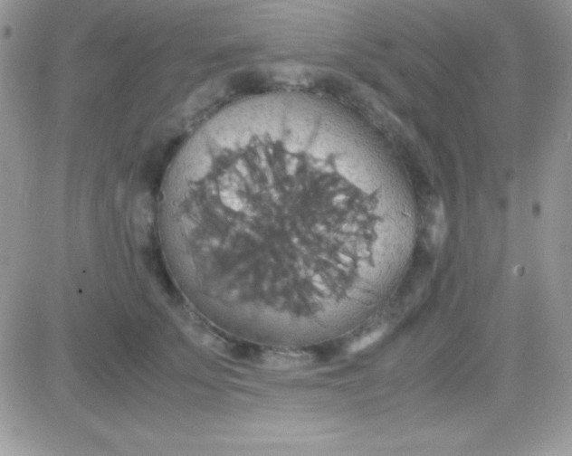 X0000081370707200701252014