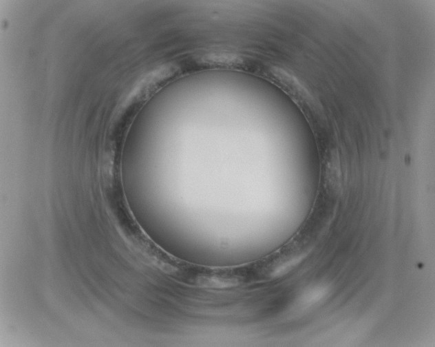 X0000081370739200701252013