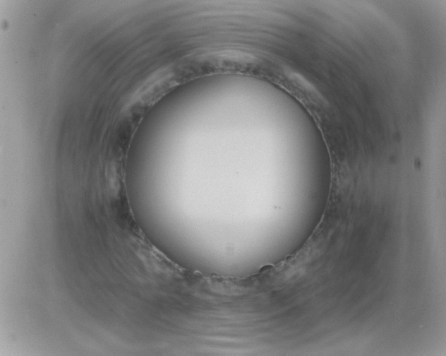 X0000081370774200701252013