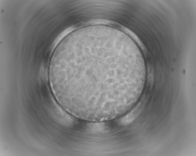 X0000081370810200701252013