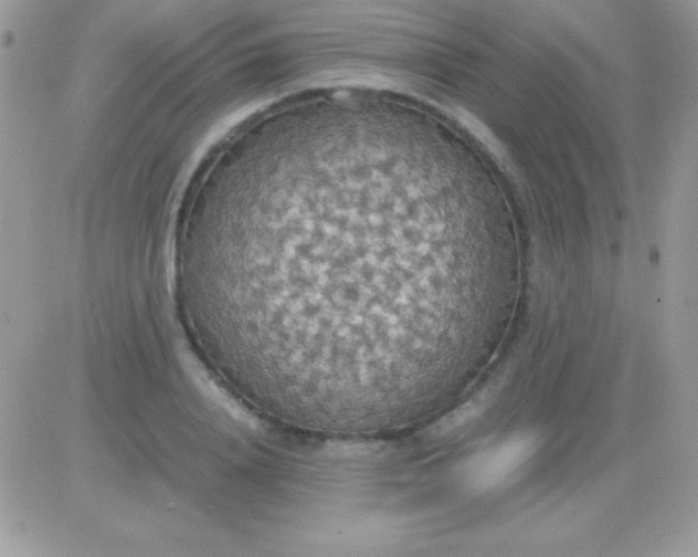 X0000081370840200701252012