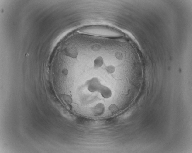 X0000081370879200701252011