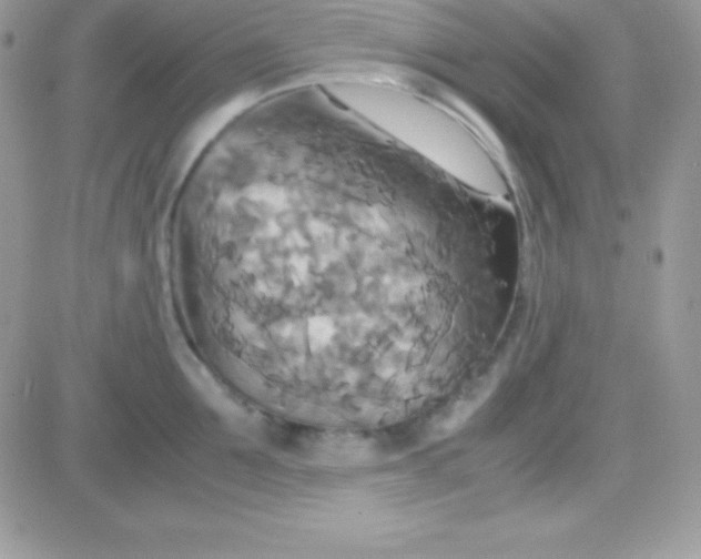 X0000081370907200701252011