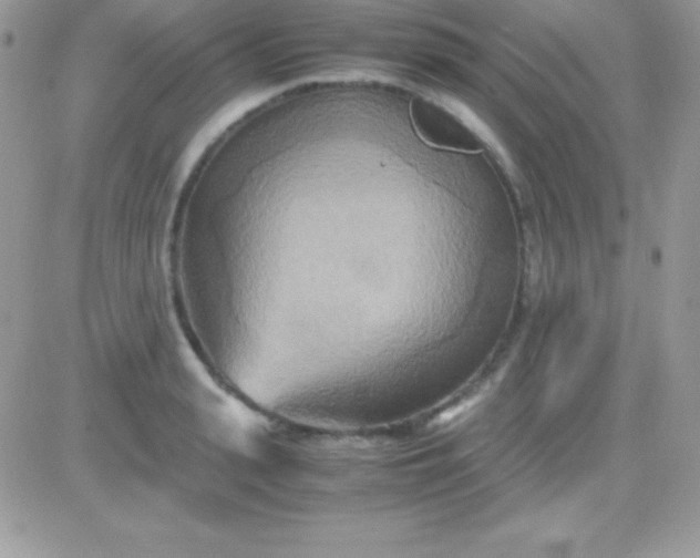 X0000081370943200701252011