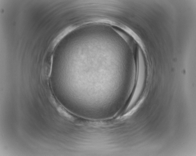 X0000081371001200701252009