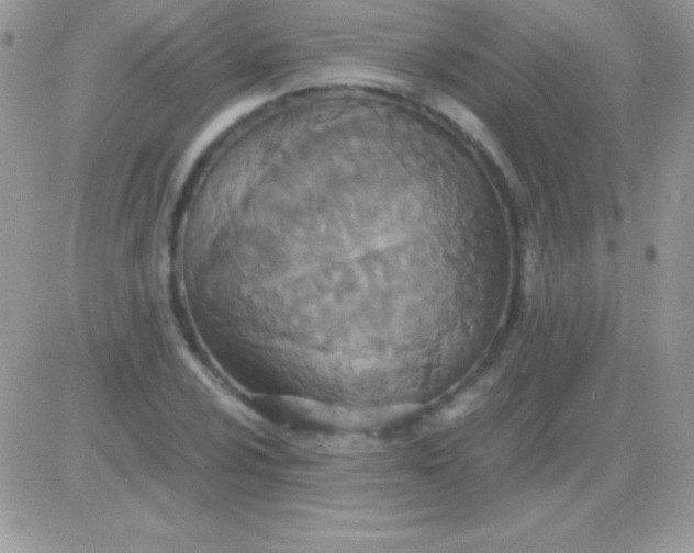 X0000081371024200701252009