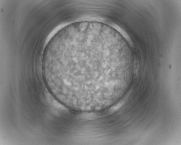 X0000081371094200701252008
