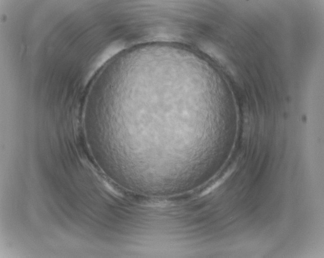 X0000081371170200701252007
